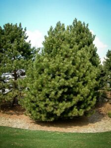 Сосна Чёрная (Pinus Nigra) купить по цене от 270.00р. в интернет-магазине «Посадика» с доставкой почтой в в Мончегорске и по всей России – [изображение №1].