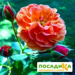 Роза Арабия купить по цене от 350.00р. в интернет-магазине «Посадика» с доставкой почтой в в Мончегорске и по всей России – [изображение №1].