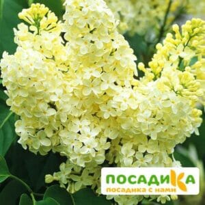 Сирень Примроуз (Primrose) купить по цене от 529.00р. в интернет-магазине «Посадика» с доставкой почтой в в Мончегорске и по всей России – [изображение №1].