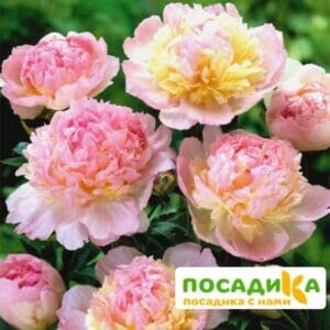 Пион Распберри Сандей (Paeonia Raspberry Sundae) купить по цене от 959р. в интернет-магазине «Посадика» с доставкой почтой в в Мончегорске и по всей России – [изображение №1].