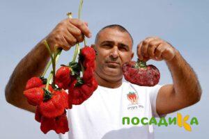 Клубника Гигант Джорнея купить по цене от 266р. в интернет-магазине «Посадика» с доставкой почтой в в Мончегорске и по всей России – [изображение №1].