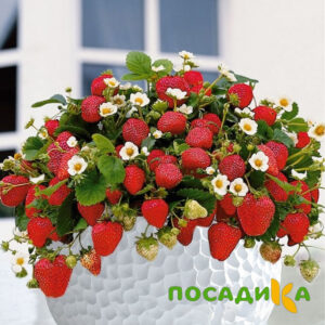 Клубника Рубиновый Шепот (горшечная) купить по цене от 240р. в интернет-магазине «Посадика» с доставкой почтой в в Мончегорске и по всей России – [изображение №1].