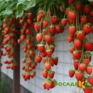 Клубника вьющаяся Комплимент купить по цене от 470р. в интернет-магазине «Посадика» с доставкой почтой в в Мончегорске и по всей России – [изображение №1].