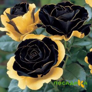 Роза Ханни Сикл купить по цене от 700р. в интернет-магазине «Посадика» с доставкой почтой в в Мончегорске и по всей России – [изображение №1].