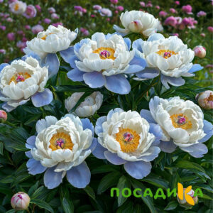Пион акварельный Этюд купить по цене от 806р. в интернет-магазине «Посадика» с доставкой почтой в в Мончегорске и по всей России – [изображение №1].