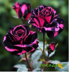 Роза Багровый Шепот купить по цене от 366р. в интернет-магазине «Посадика» с доставкой почтой в в Мончегорске и по всей России – [изображение №1].