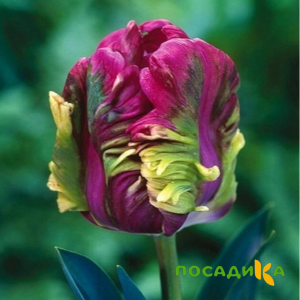Тюльпан Экзотик Хэвен купить по цене от 186р. в интернет-магазине «Посадика» с доставкой почтой в в Мончегорске и по всей России – [изображение №1].