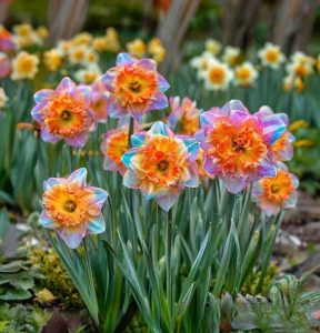 Нарцисс Айвери Дон купить по цене от 3000р. в интернет-магазине «Посадика» с доставкой почтой в в Мончегорске и по всей России – [изображение №1].