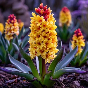 Гиацинт Миднайт Мистери купить по цене от 2099р. в интернет-магазине «Посадика» с доставкой почтой в в Мончегорске и по всей России – [изображение №1].